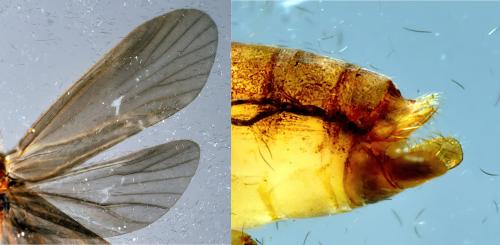 Réf. 304 489 : Cyrnus trimaculatus